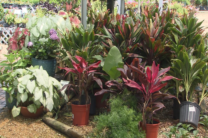 Sprucing up shady spots with the right plants